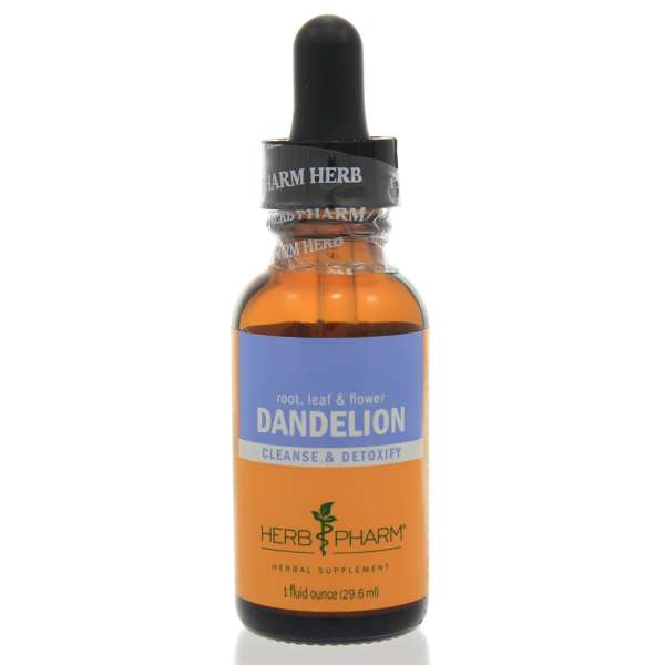 Dandelion-1.jpg Dandelion